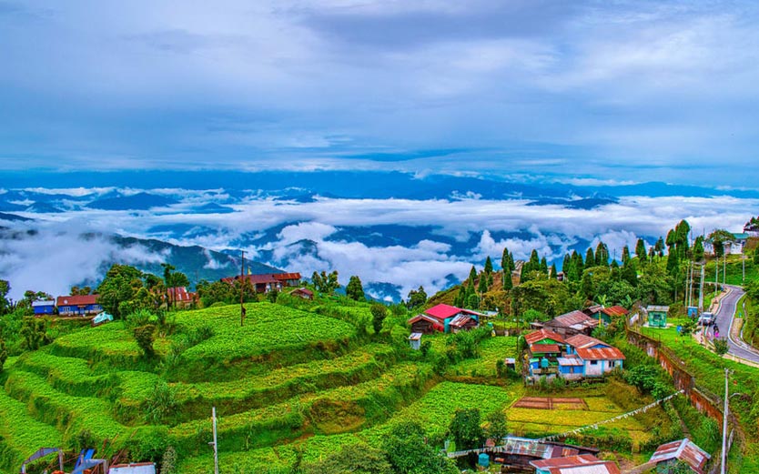 Darjeeling – Large Collection of Tea
